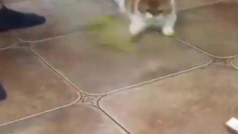 The Cat Danced Beautifully With The Toy