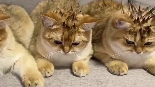 Cute and Funny Cat Videos to Keep You Smiling! #1