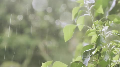 Rain