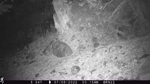 Black bear eats my Spypoint trailcam near Big Bear CA