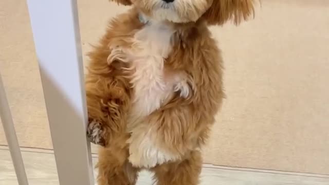 So Cute Dog