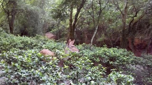 George at Animal Kingdom – George at EPCOT (2015)