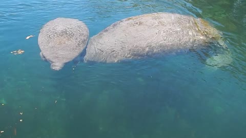 Florida Manatee Mother & Baby on the Chaz