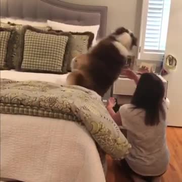 Fearless dog repeatedly performs "trust fall" with owner