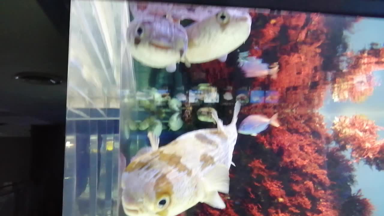 Smiling cute faces
