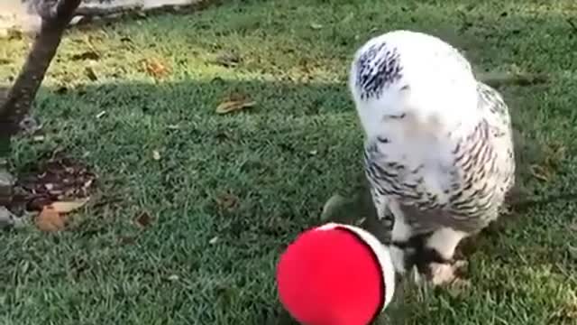 OWL playing with Balls