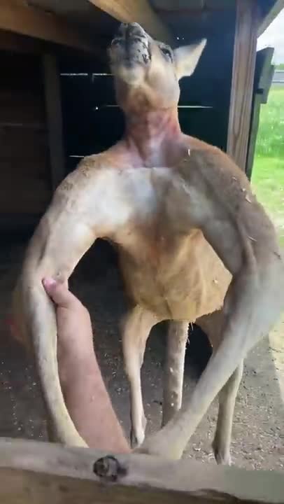 Everything’s bigger in Texas... including Kangaroos 😂"