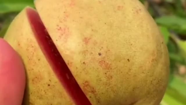πππ₯Farm Fresh Ninja Fruit Cutting (Desi Satisfying Fruit Ninja) ππ₯Fruit Ideas | Amazing Fruits ππ