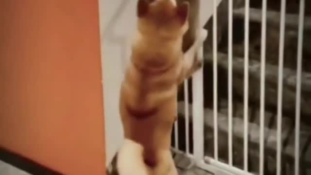 Funny dog and cat video