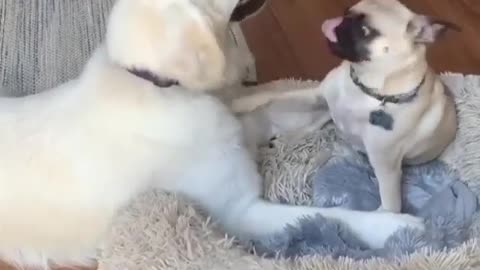 Pug Adorably Befriends Much Bigger Dog