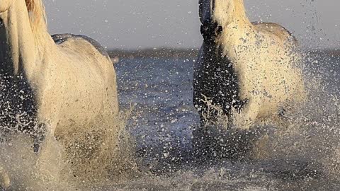 Song of the Water Kelpie