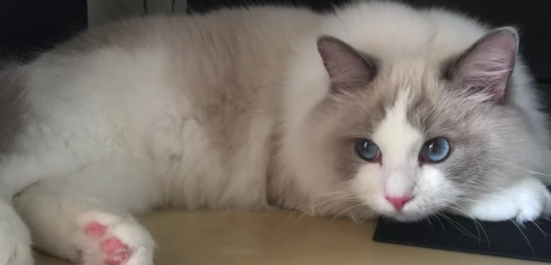 what kind of experience it is to bathe a puppet cat [daily video collection of soft cute long sister