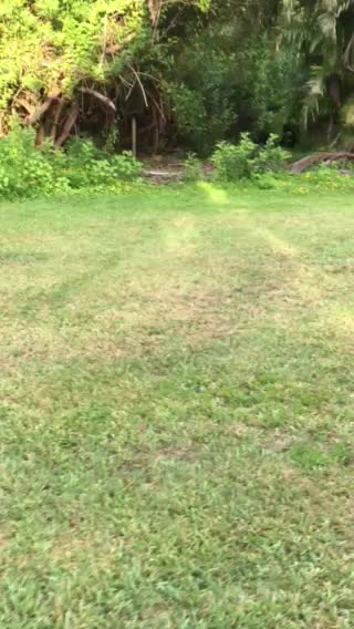 Wild raccoons after a fight