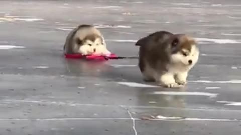 Cute cat and dogs funny##### video 😘😘🥰😘😻😻