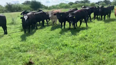 155- Exposed Brangus/BrgX an TS hfrs.