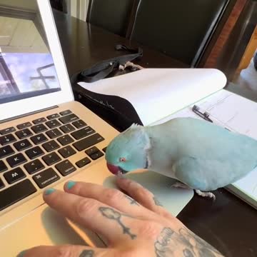 talkingparrot talkingbird thebluechicken parrot novascotia cutepet