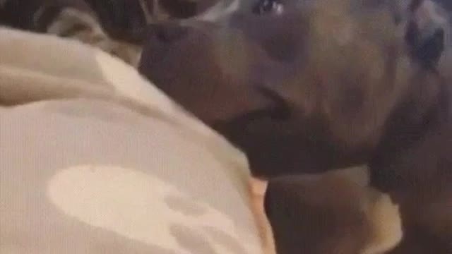 cat and black dog romance