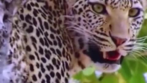 Does the leopard think the monkey is its baby?