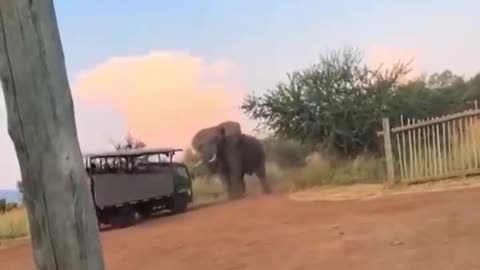 He #Pissed Off the Wrong #Elephant