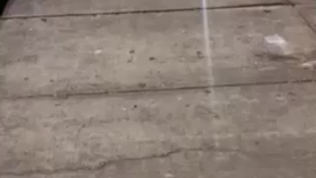 The duck and its young
