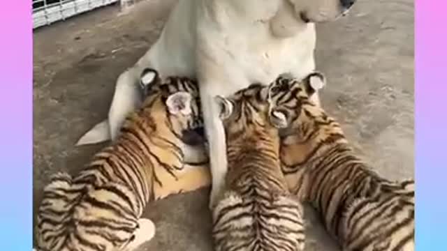 Cute and Funny Cat and Dog Video Compilation