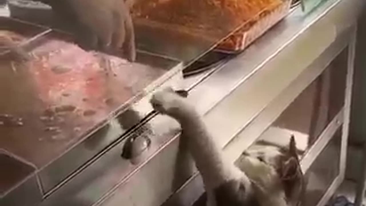 Funniest cats🐱In The World😂 Funny and Fails Pets Video #shorts #54 #cats #funny #animals