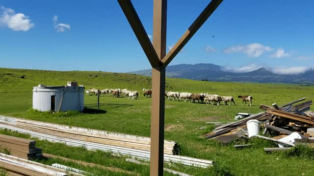 Big Herd Of Sheep Passing My House