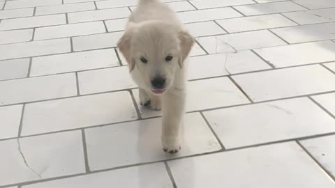 Puppy Running Towards Camera