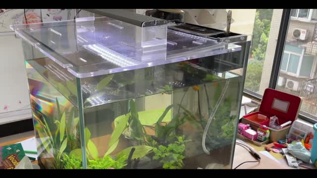 fish