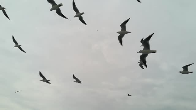 Birds on skyy