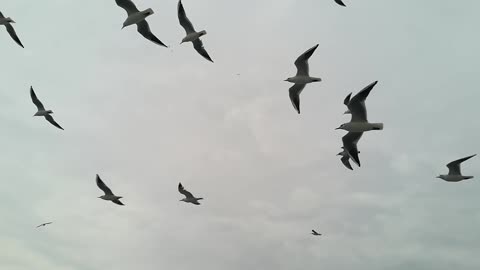 Birds on skyy