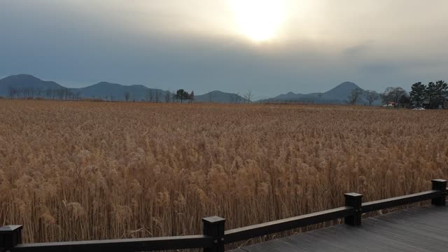 Suncheon Bay