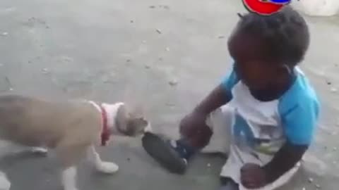 Baby vs puppy fight