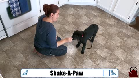 a puppy training morning routine for busy puppy owners! - youtube