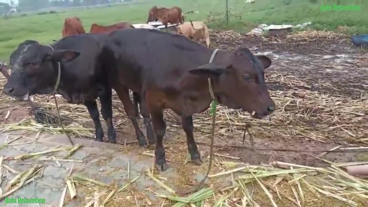 Cow Cute, Cow Funny Videos