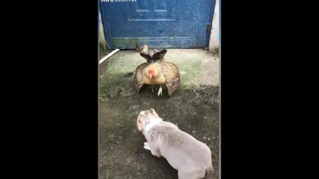 FUNNY Chicken vs Dog(TRY no to Laugh)