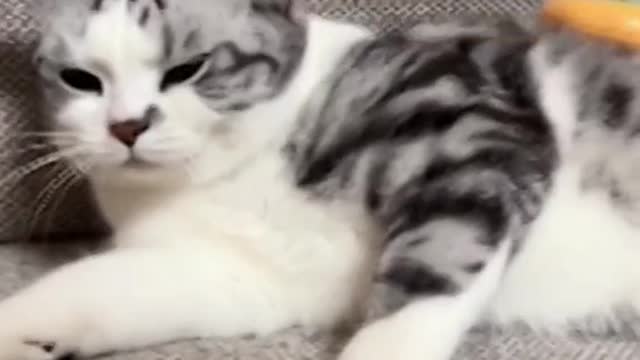 funny cat🐈🐈🐈🐈🐈🐈🐈🐈🐈🐈🐈🐈https://shrinke.me/fID5u9Wy