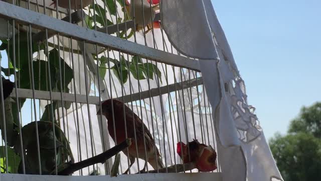 singing birds in a cage near the lake