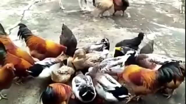 Chicken and dog fighting over supremacy