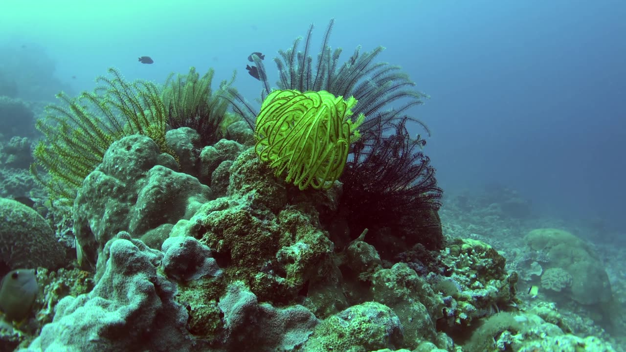 Colourful sea stars gather around this coral reef