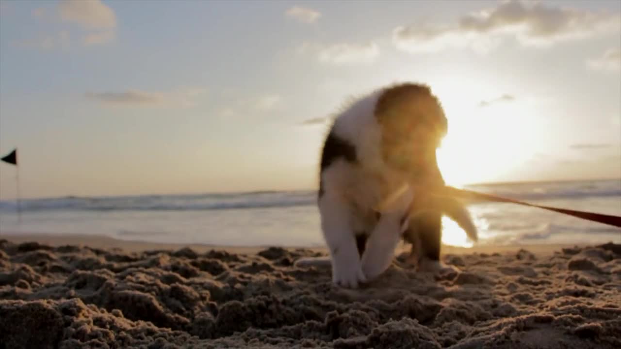 Puppy playing on the beach during sunset