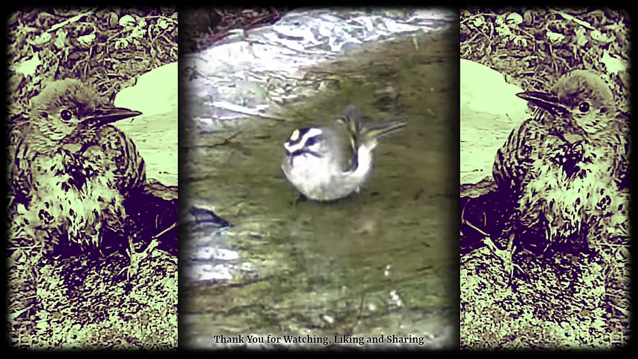 Sweet Tiny Kinglet Takes A Sweet Tiny Bath