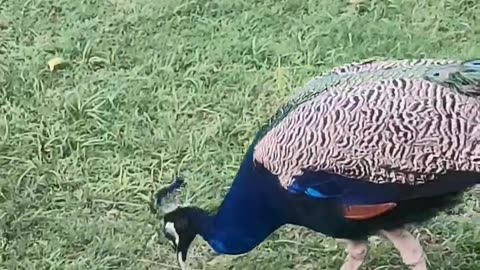 Peacock in forest funny moments bird's