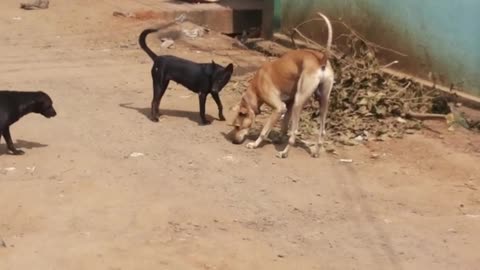 Indian dogs fighting