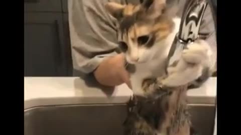 Funny Cat Cleaning Face # shorts