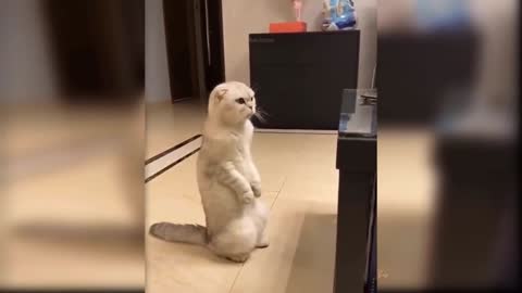 standing cat