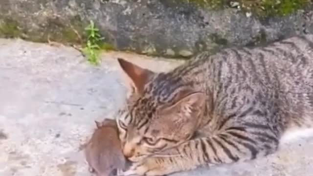 The cat has caught the mouse, but it seems to be playing with the mouse