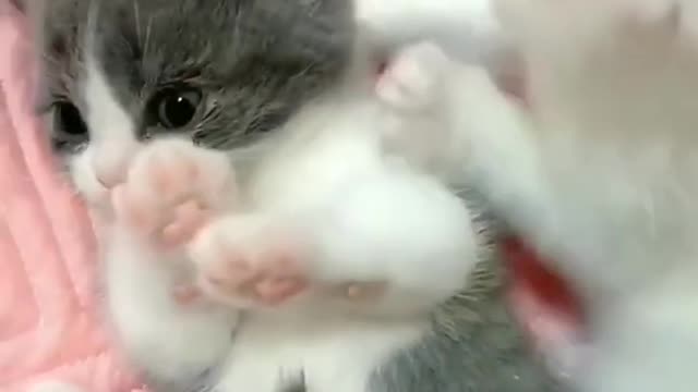 Funny Kittens, funny cats, cute cats