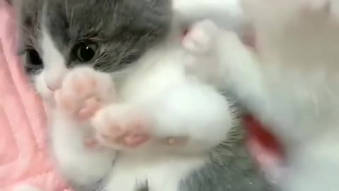 Funny Kittens, funny cats, cute cats