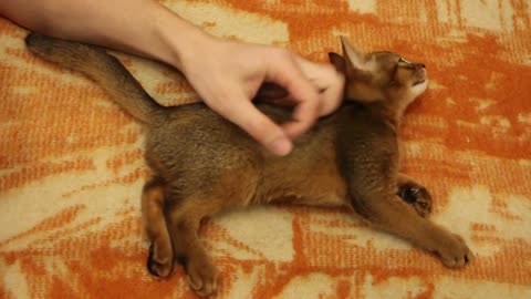 abyssinian kitty